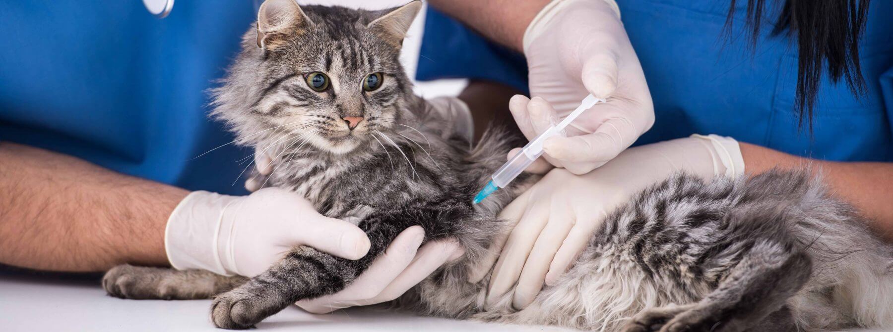 Cat Vaccinations At Maybeck Animal Hospital