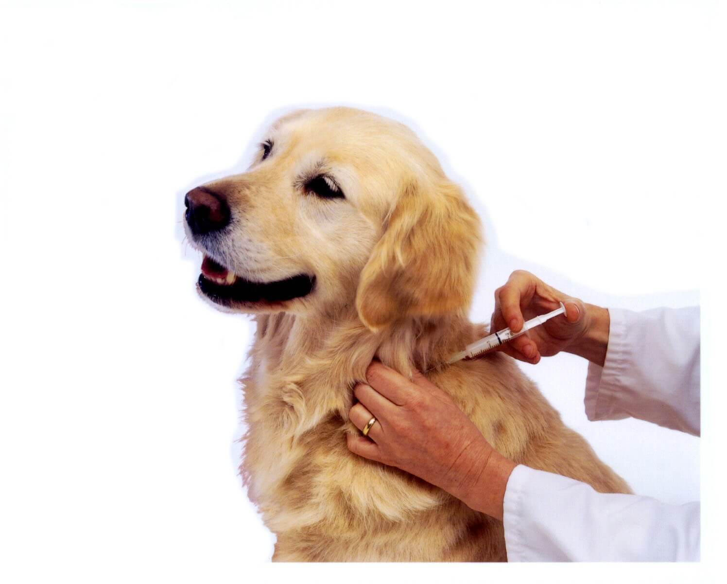 Dog Vaccinations At Maybeck Animal Hospital