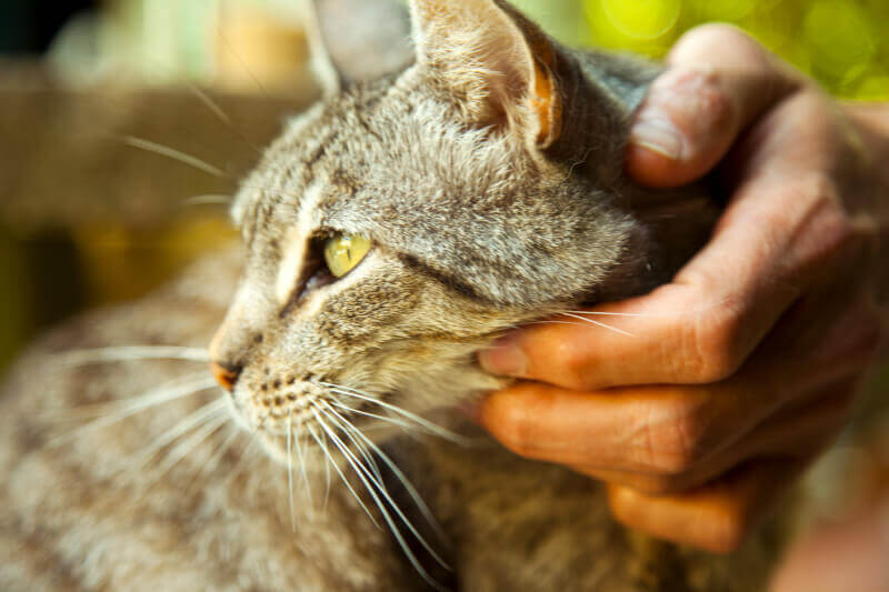 Cat Wellness Exams At Maybeck Animal Hospital