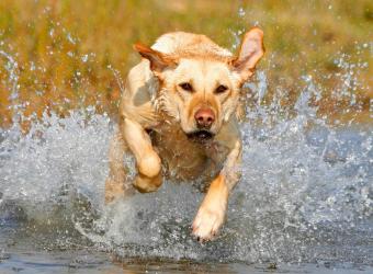 Leptospirosis - Protect Your Dog From This Deadly Disease On Rise!