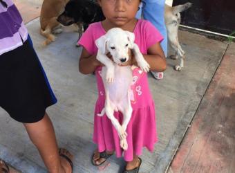 Maybeck Animal Hospital Gives Back To Animal Rescue Abroad