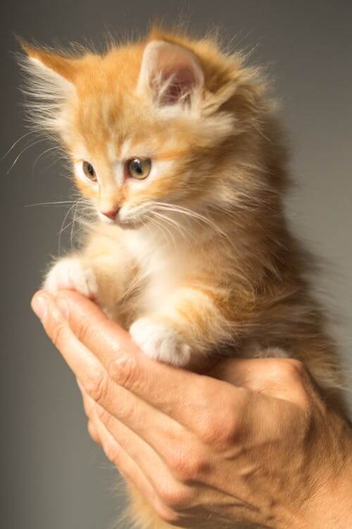 Kitten Care Maybeck Animal Hospital