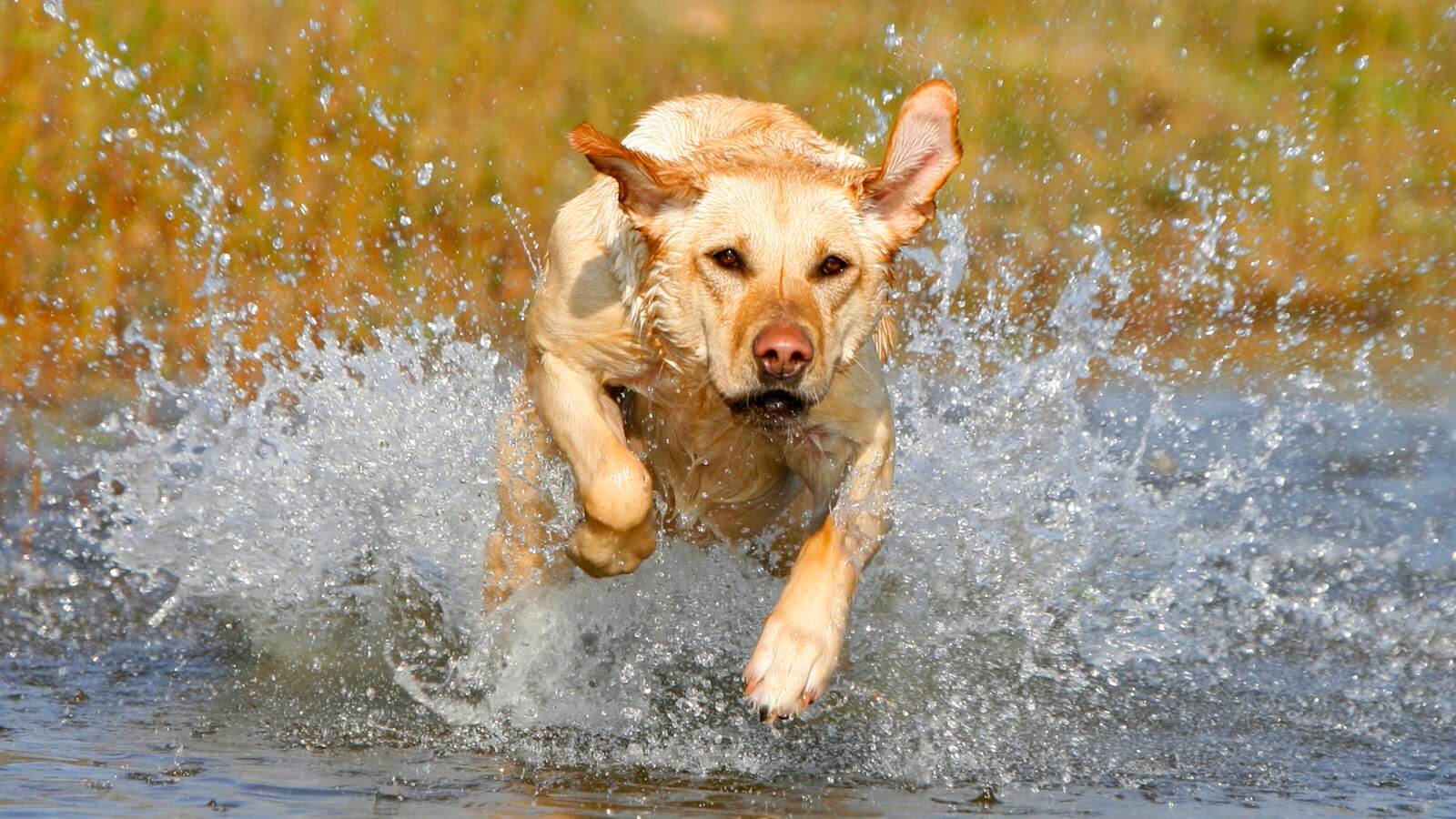 Leptospirosis On The Rise In Dogs