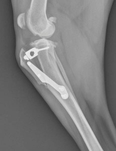 Post Operative X-ray Tibial Tuberosity Advancement (TTA)