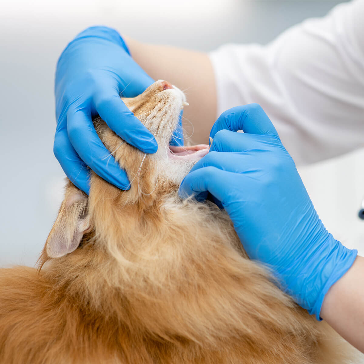 Pet Dental Care In West Melbourne Fl