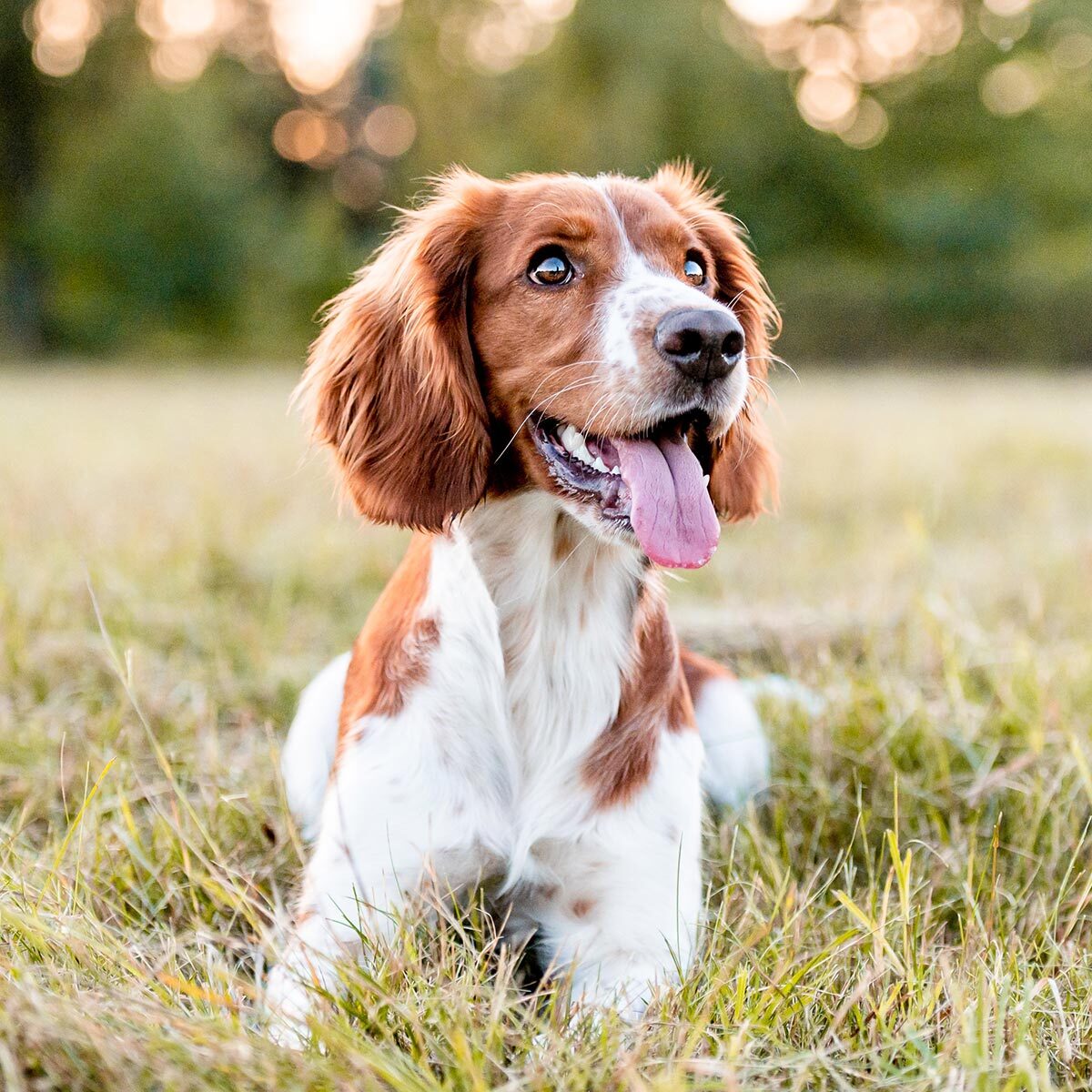 Small Happy Dog Outside Small Happy Dog Outside